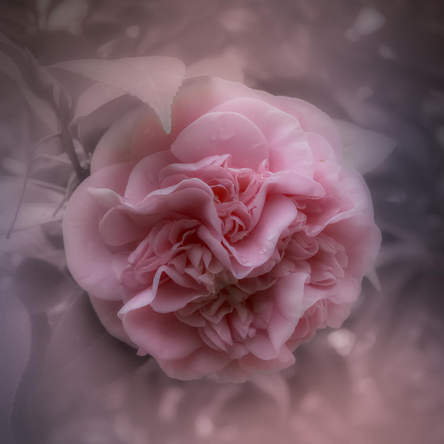 Pink Camellia Photograph by Judy Hall-Folde