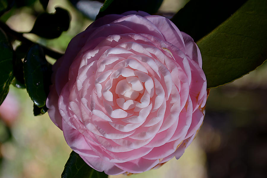 Pink Camellia Photograph by Judy Wanamaker
