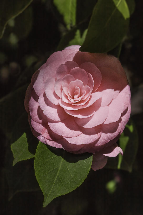 Pink Camellia Photograph by Karen Stephenson