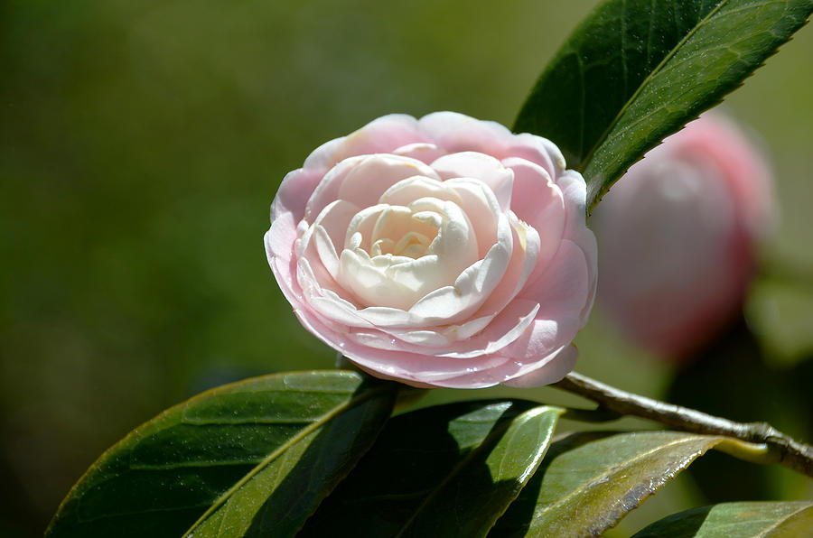 Pink Camellia Photograph by Linda Brown