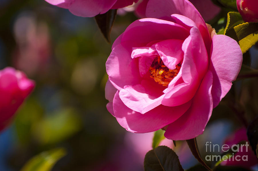 Spring Photograph - Pink Camellia by M J
