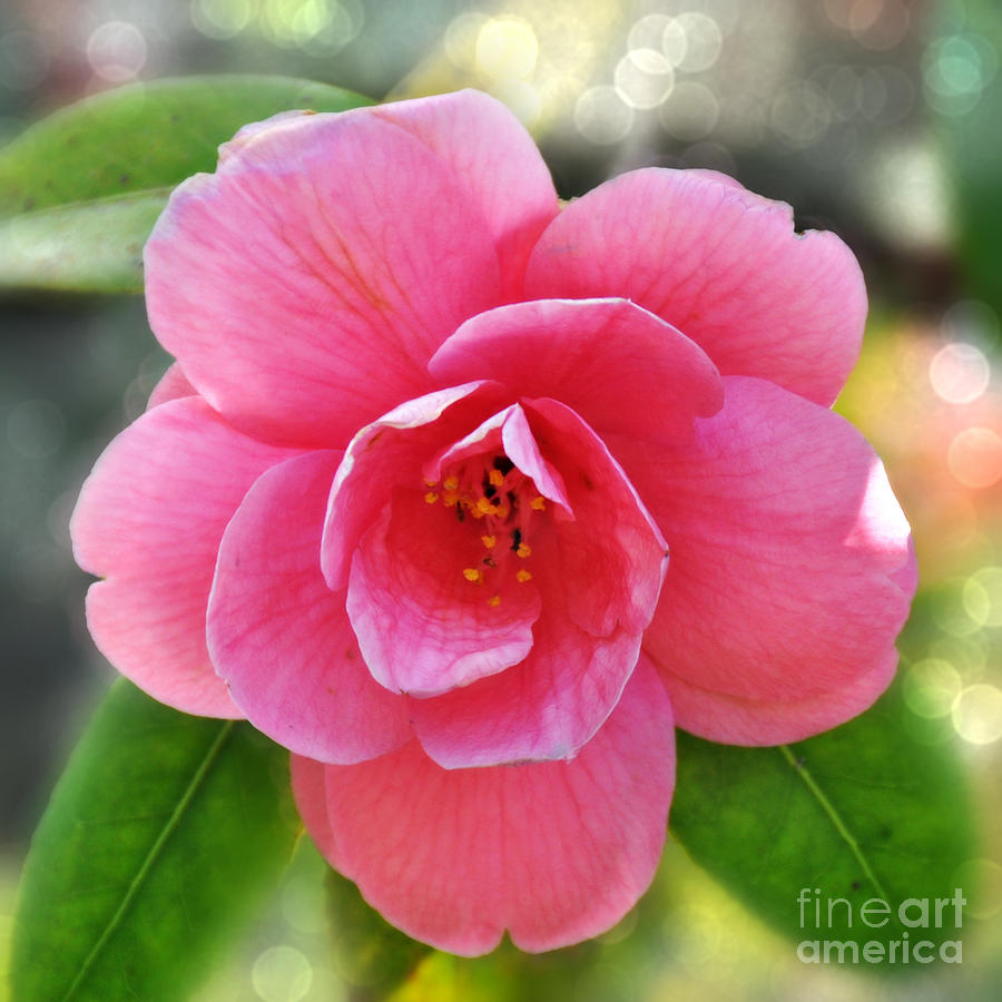 Pink Camellia  Photograph by Mindy Bench