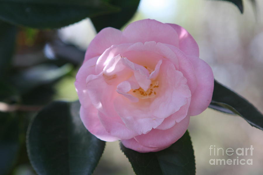 Pink Camellia Photograph by Wendy Coulson