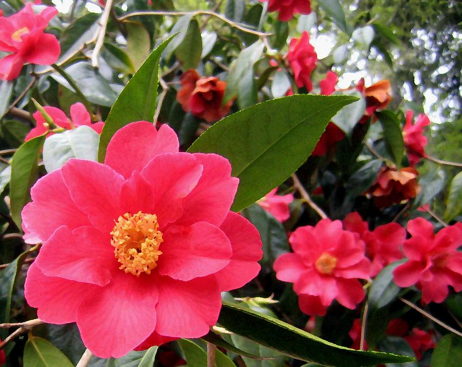 Flower Digital Art - Pink Camellias by Will Borden