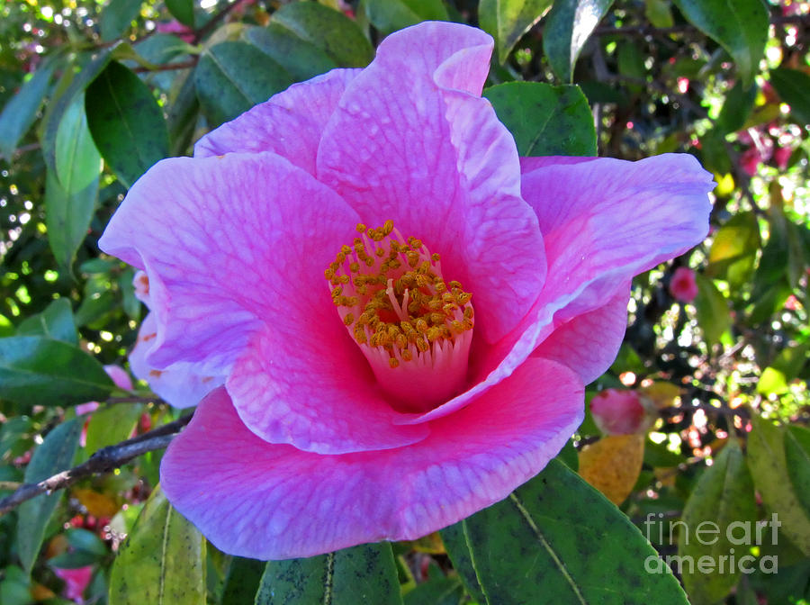 Pink Camilla Flower Photograph by Valerie Garner