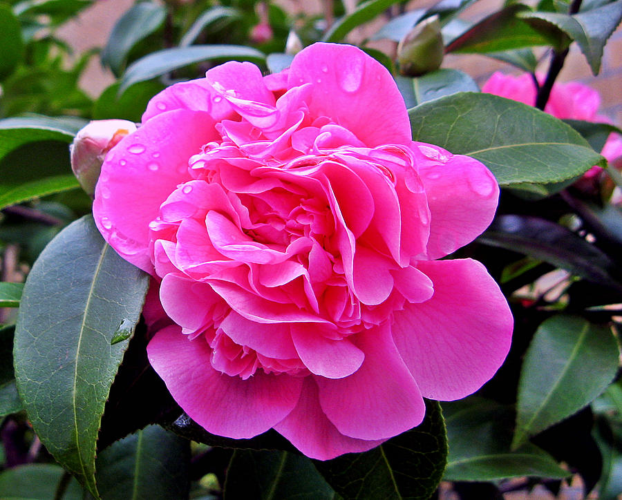 Pink Camillia Photograph by Brian Chase | Pixels