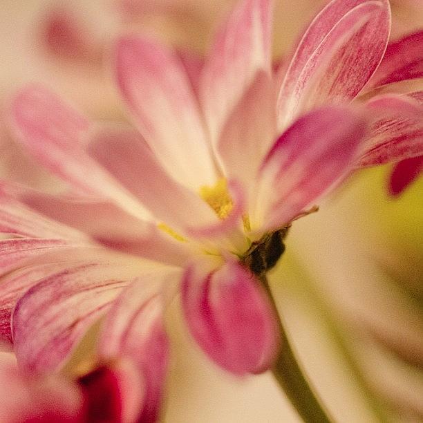 Flowers Still Life Photograph - #pink #canon #canon7d #sigma by Sharon Wilkinson