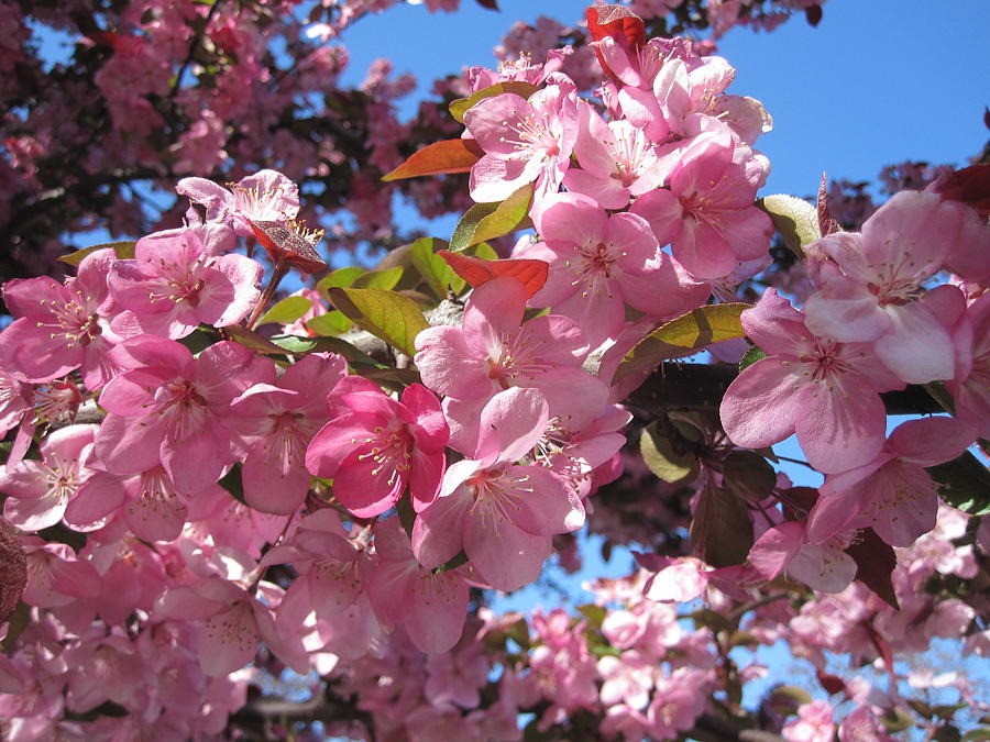 Pink Canopy Photograph by Leslie Cohen Jeffreys - Fine Art America