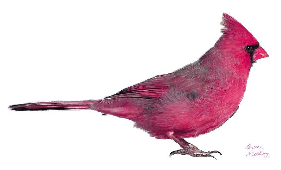 Pink Cardinal Painting by Bruce Nutting