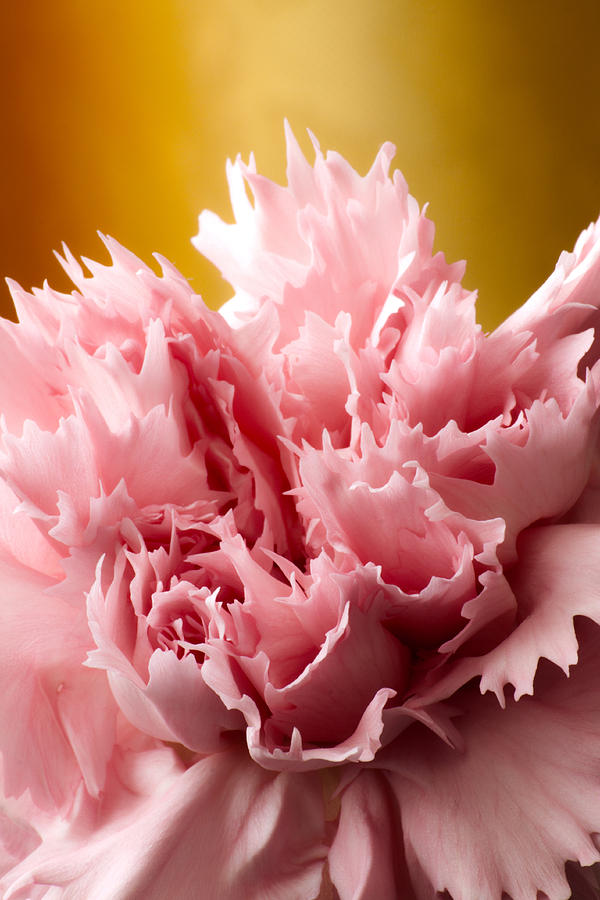 Pink Carnation Photograph by Daniel Csoka - Fine Art America