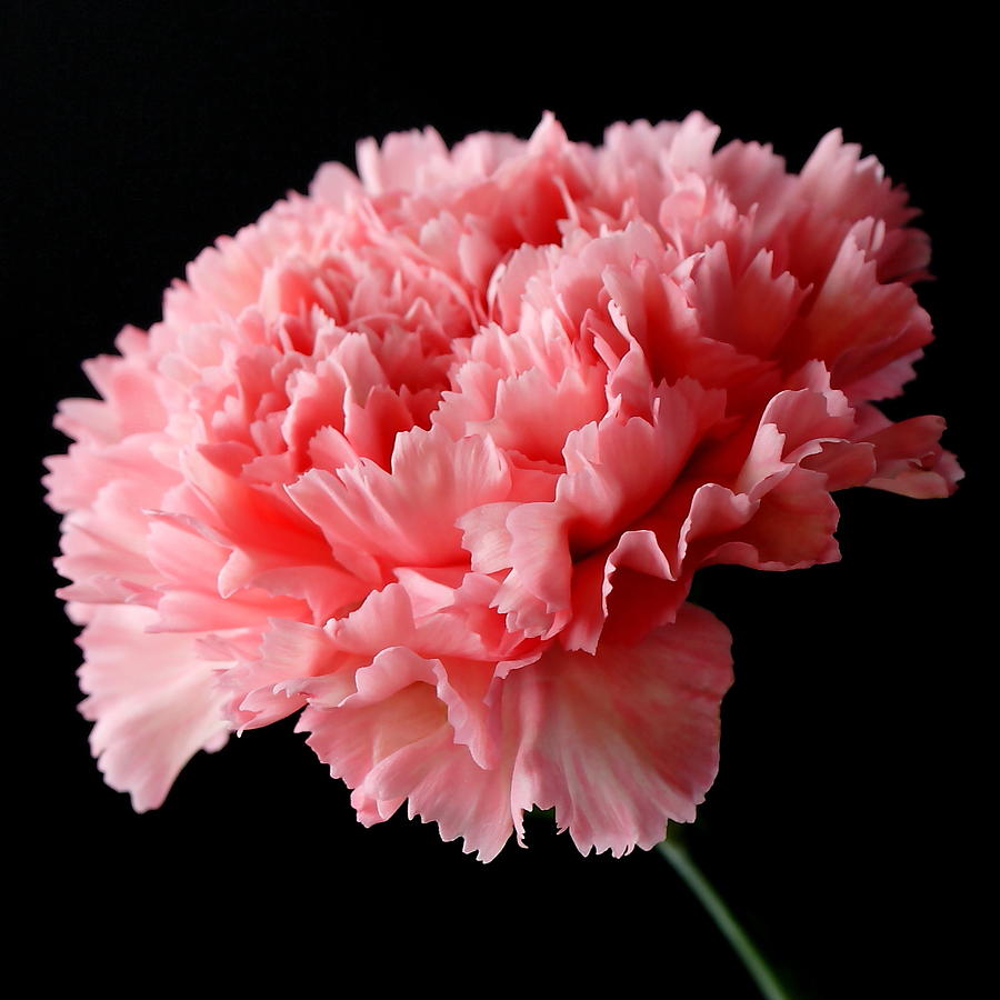 Pink Carnation Flower On Black Photograph by Lynne Dymond