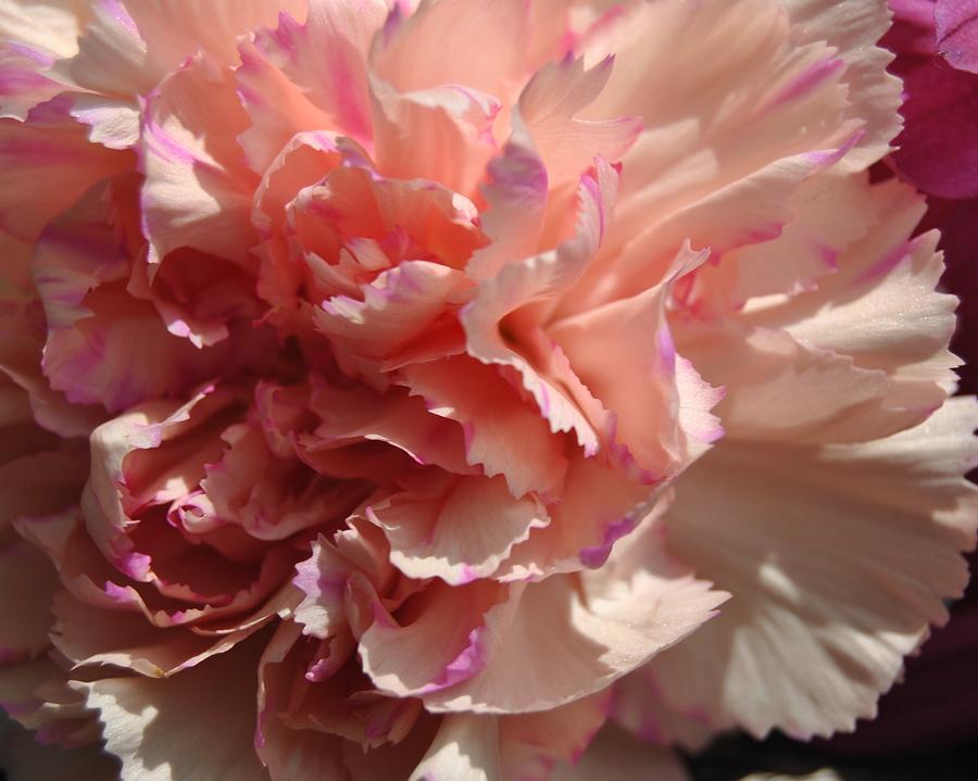 Spring Photograph - Pink Carnation by Page Lobach