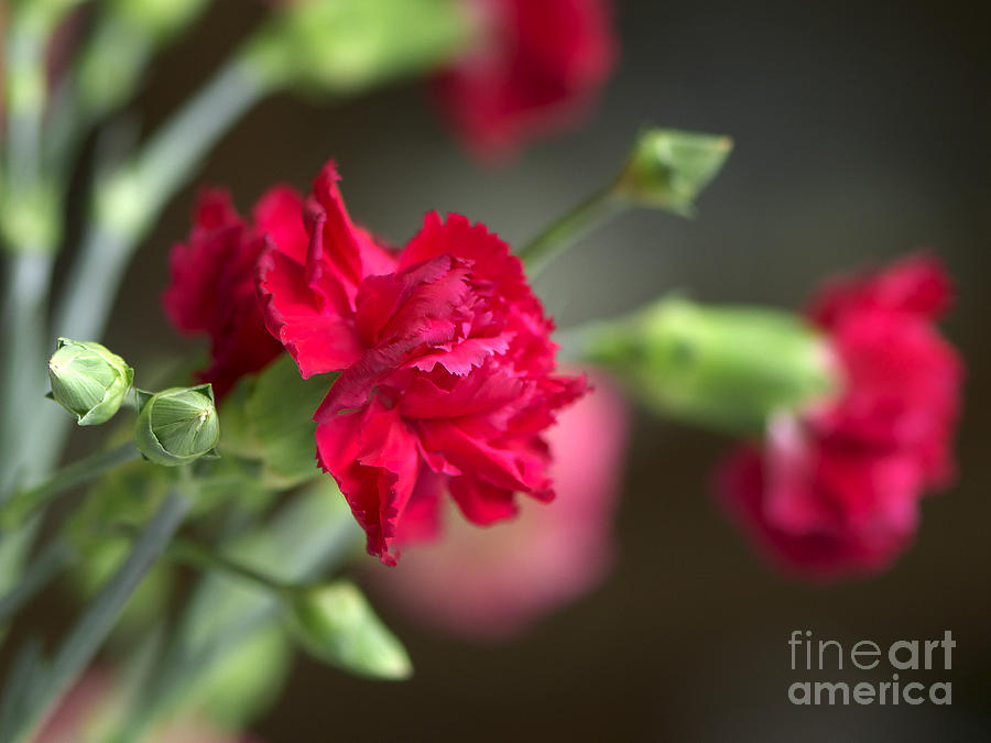 Pink Carnation Photograph by Sharon Talson