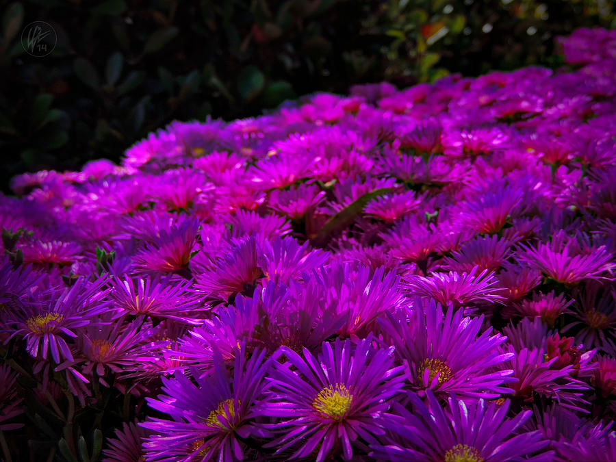 Flower Photograph - Pink Carpet 001 by Lance Vaughn