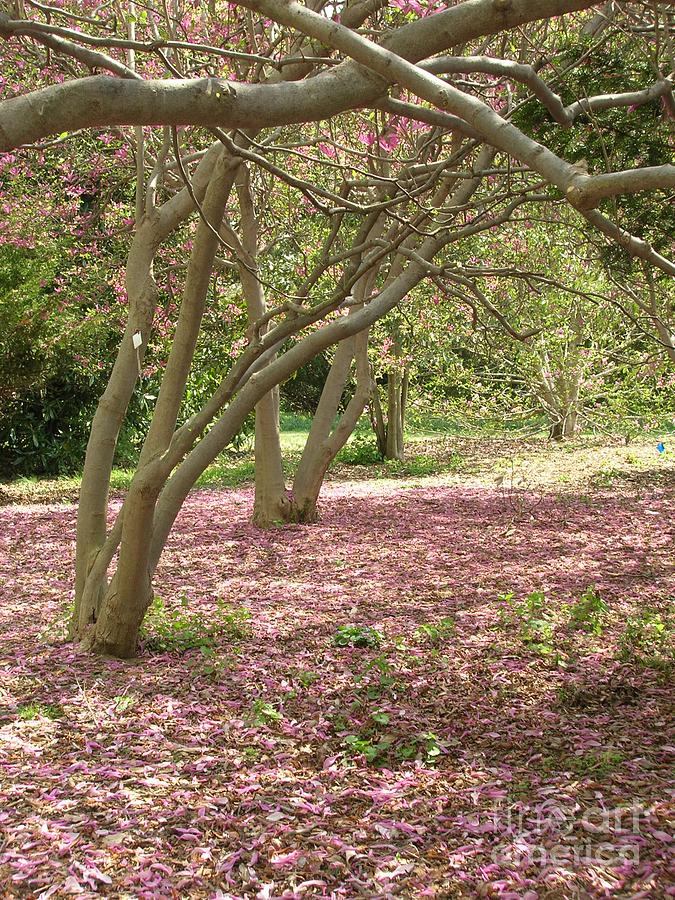 Pink Carpet In The Forrest Photograph by Arlene Carmel