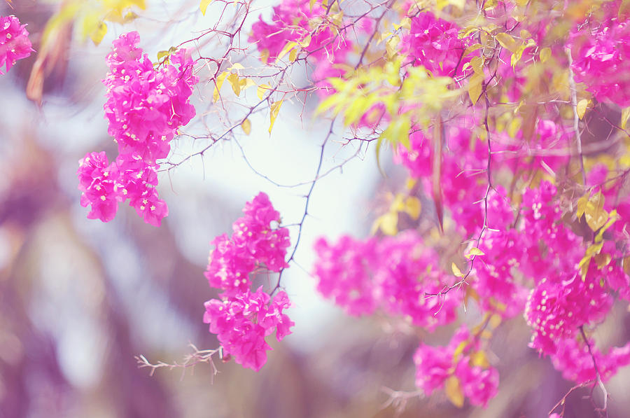 Flower Photograph - Pink Cascade of Bougainvillea by Jenny Rainbow