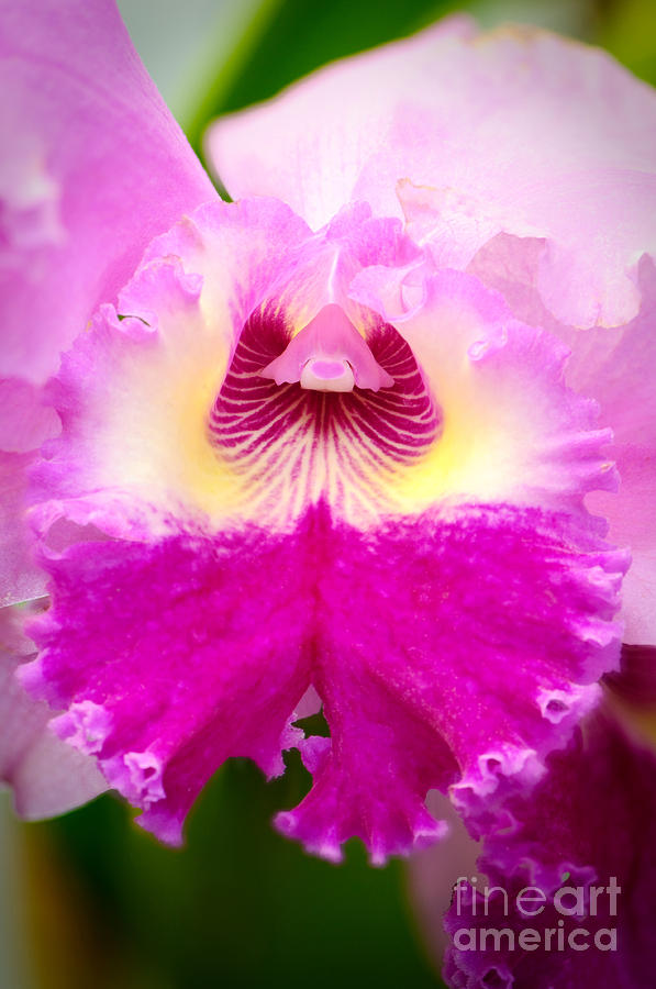 Nature Photograph - Pink cattleya orchid by Oscar Gutierrez