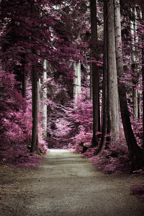 Tree Photograph - Pink Cedars by Larysa  Luciw