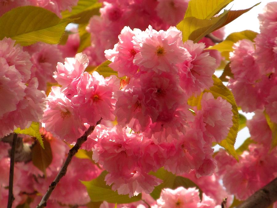 Pink Cherry Blossom Photograph by Alfred Ng