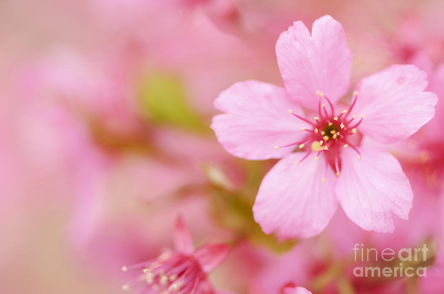 Pink Cherry Blossom Photograph by Oscar Gutierrez