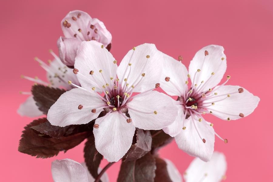 Pink Cherry Blossom Photograph by Pierre Leclerc Photography