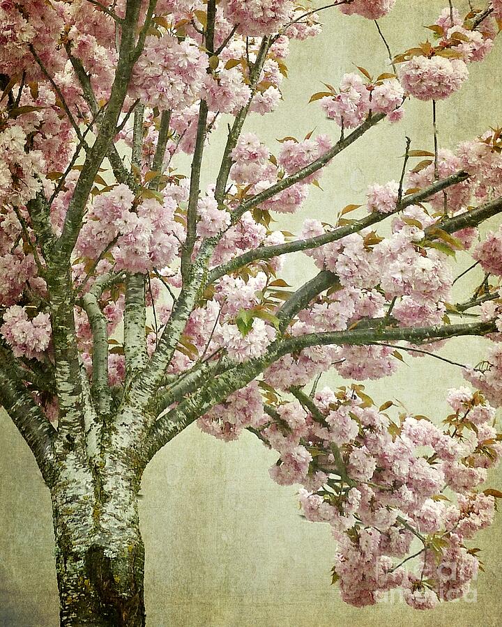 Pink Cherry Blossom Tree Photograph by Patricia Strand
