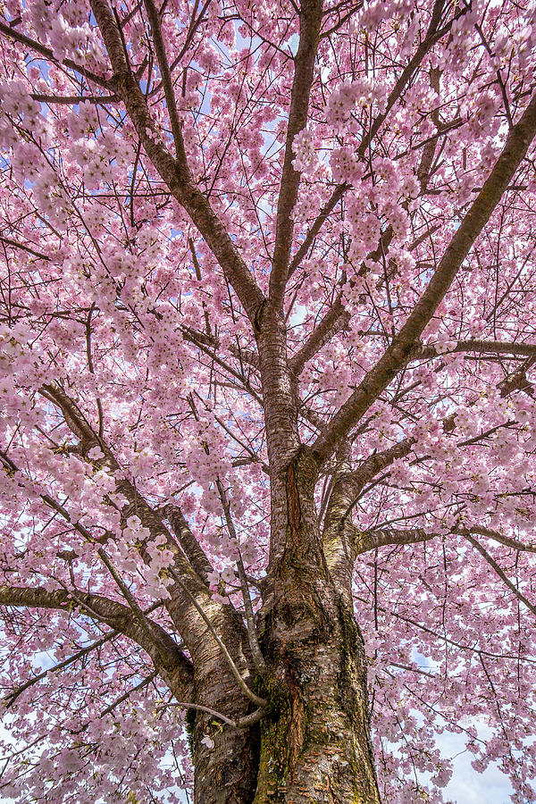 Pink Cherry Blossom tree Photograph by Pierre Leclerc Photography