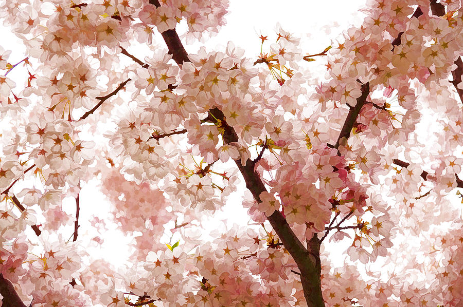 Pink Cherry Blossoms - Impressions Of Spring Digital Art by Georgia Mizuleva