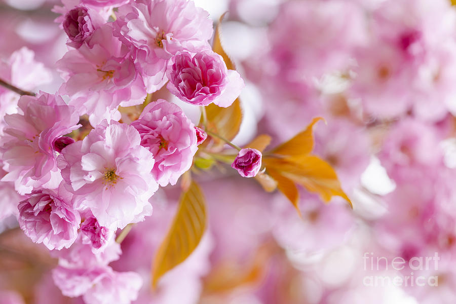 Pink cherry blossoms in spring orchard 2 Photograph by Elena Elisseeva
