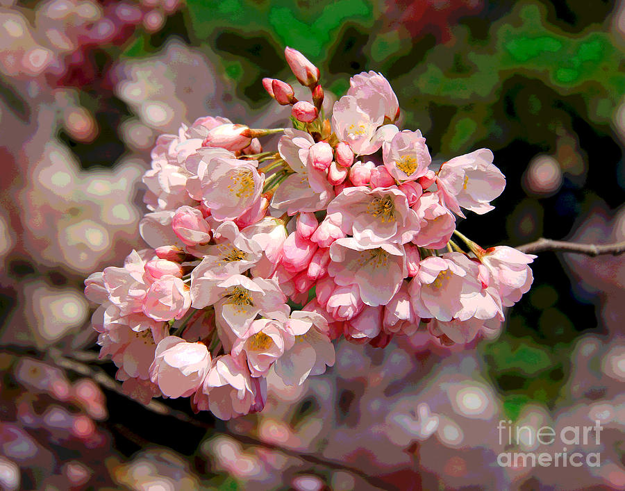 Pink Cherry Blossoms Photograph by Larry Oskin