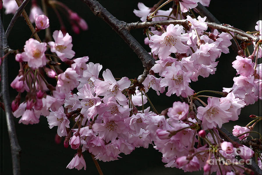 Tree Photograph - Pink Cherry Blossoms #3 by Luv Photography