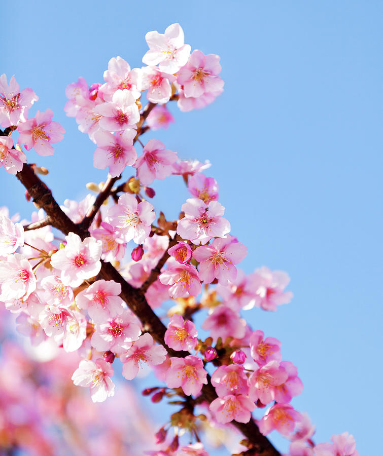 Pink Cherry Blossoms Photograph by Ooyoo