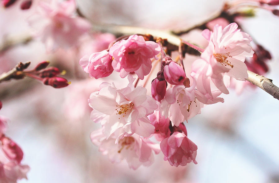 Pink Cherry Blossoms Photograph by Trina  Ansel