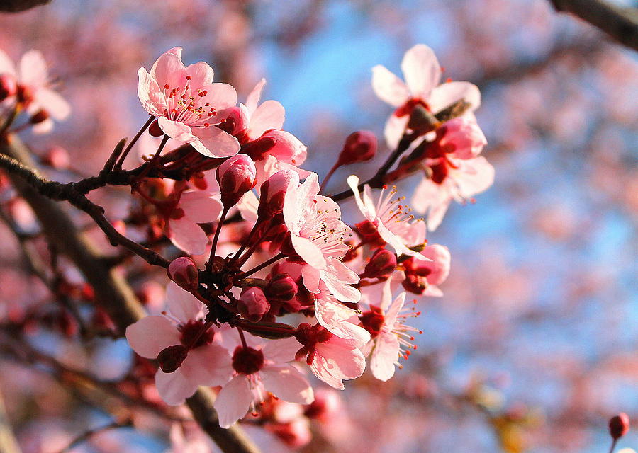 Pink Cherry Heaven Photograph by Candice Trimble | Fine Art America