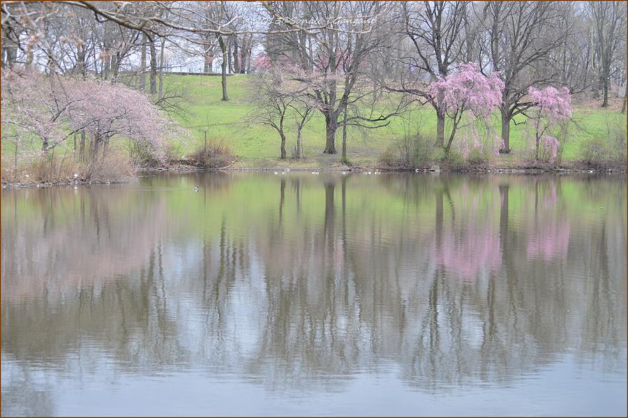 Pink cherry reflections Photograph by Sonali Gangane