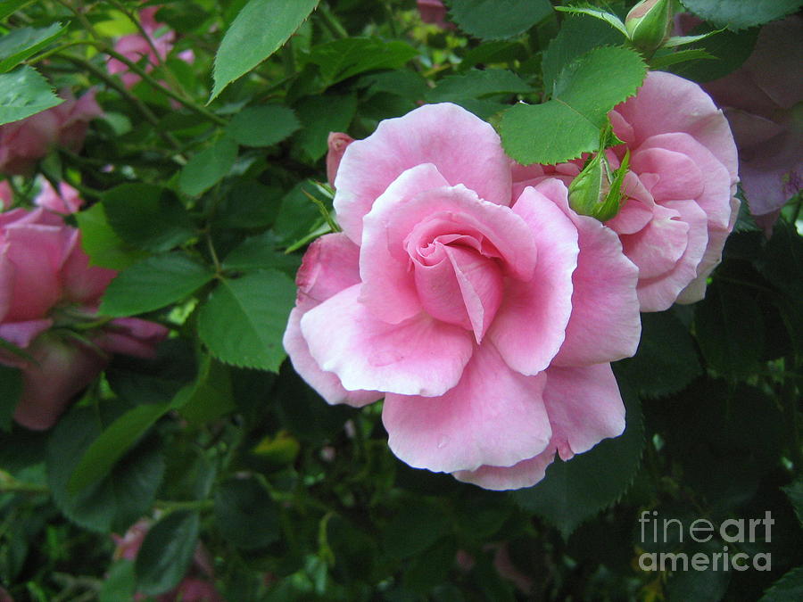Pink China Rose Photograph by Wendy Coulson