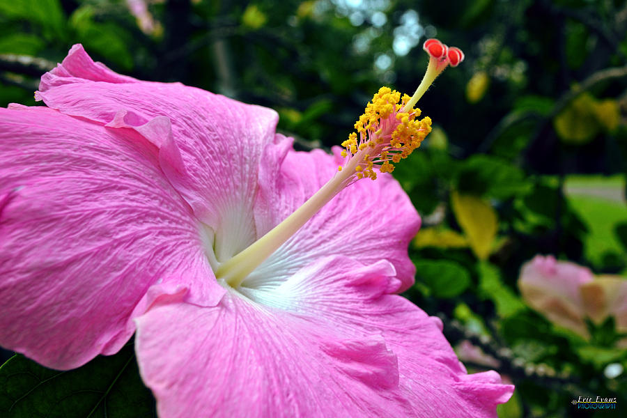 Flower Photograph - Pink Chinese Hibiscus Flower by Aloha Art