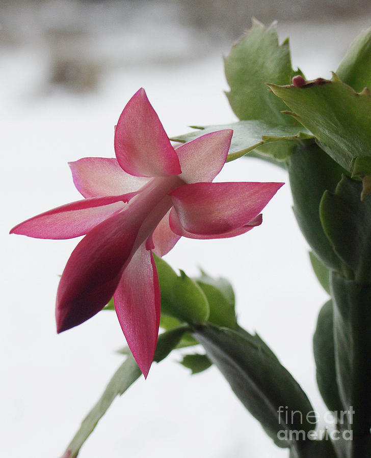 Pink Christmas Cactus Photograph by Andrew Govan Dantzler Fine Art