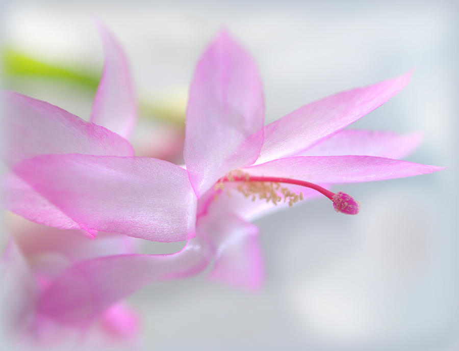 Flowers Still Life Photograph - Pink Christmas Cactus by Nathan Abbott