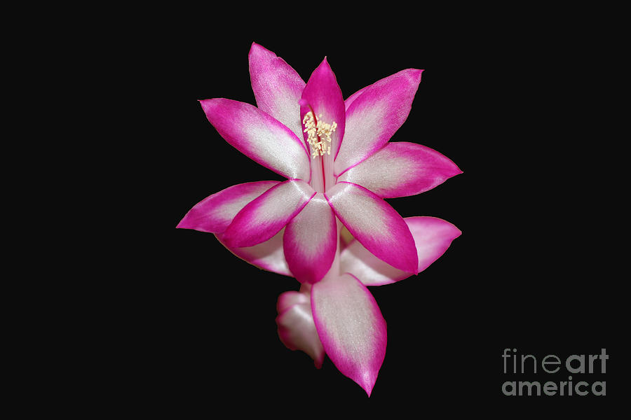 Pink Christmas Cactus on Black Photograph by Michael Waters Pink Christmas Cactus on Black Photograph by Michael Waters