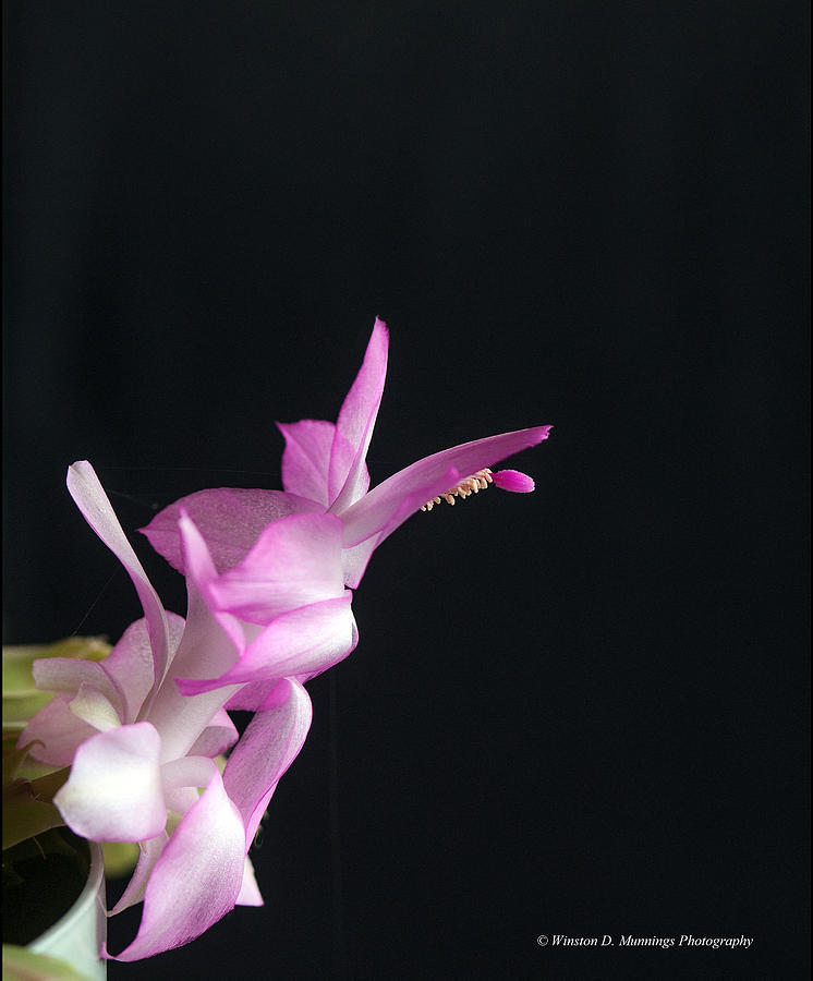 Pink Christmas Cactus Photograph by Winston D Munnings