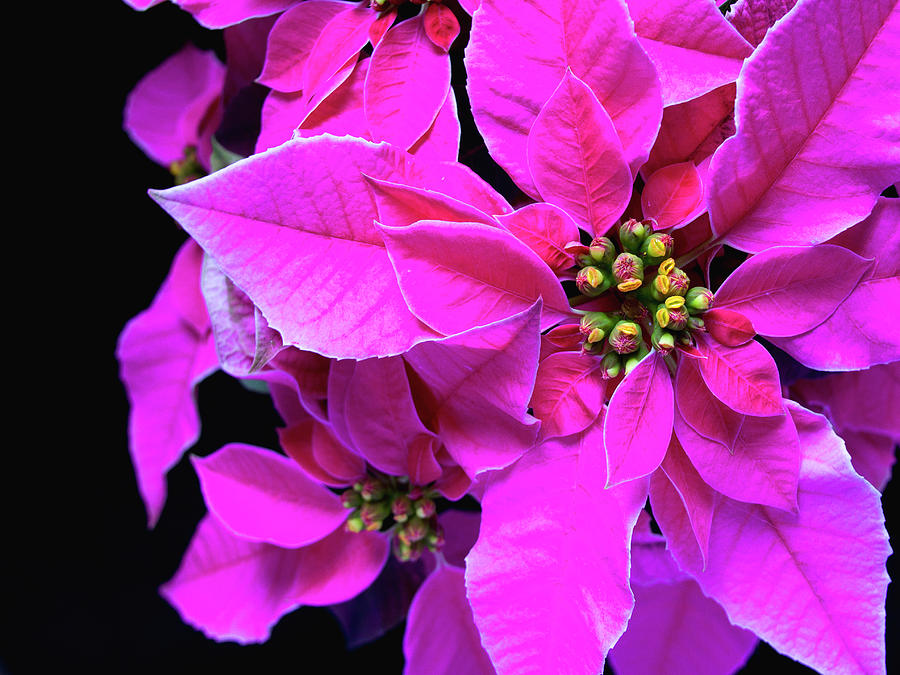 Pink Christmas Photograph by Charles Lupica