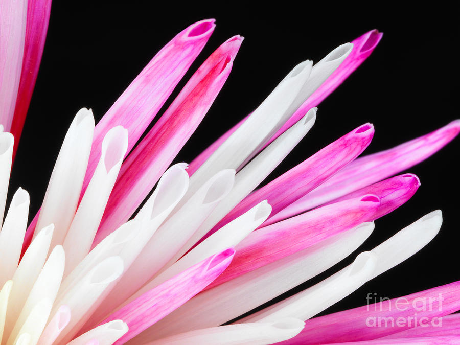 Pink Chrysanthemum Flower Isolated on Black Background. Macro  Photograph by Laurent Lucuix