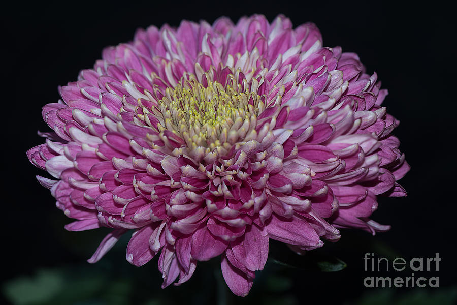 Pink Chrysanthemum Photograph by Matt Malloy