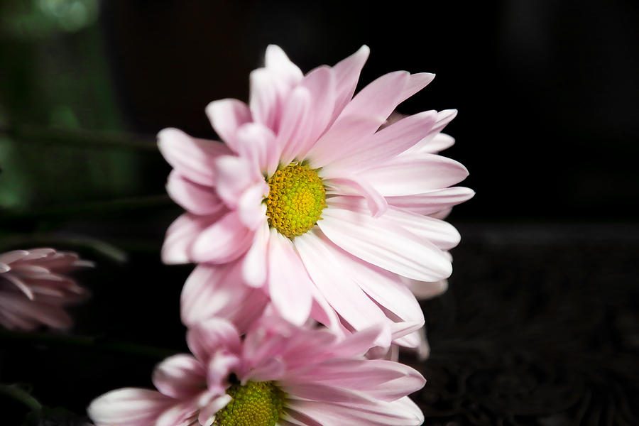 Pink Chrysanthemum Photograph by Milena Ilieva