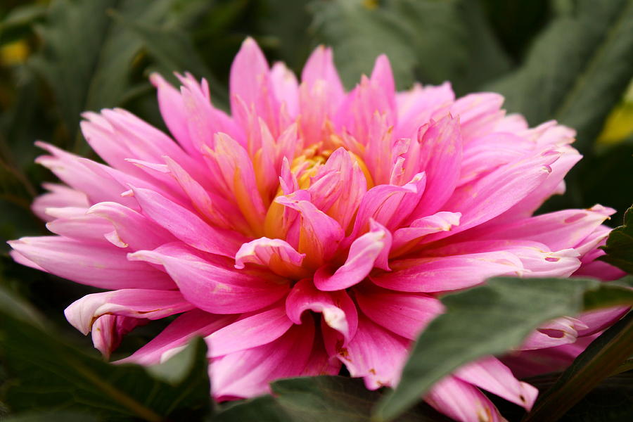Pink Chrysanthemum Photograph by Saya Studios