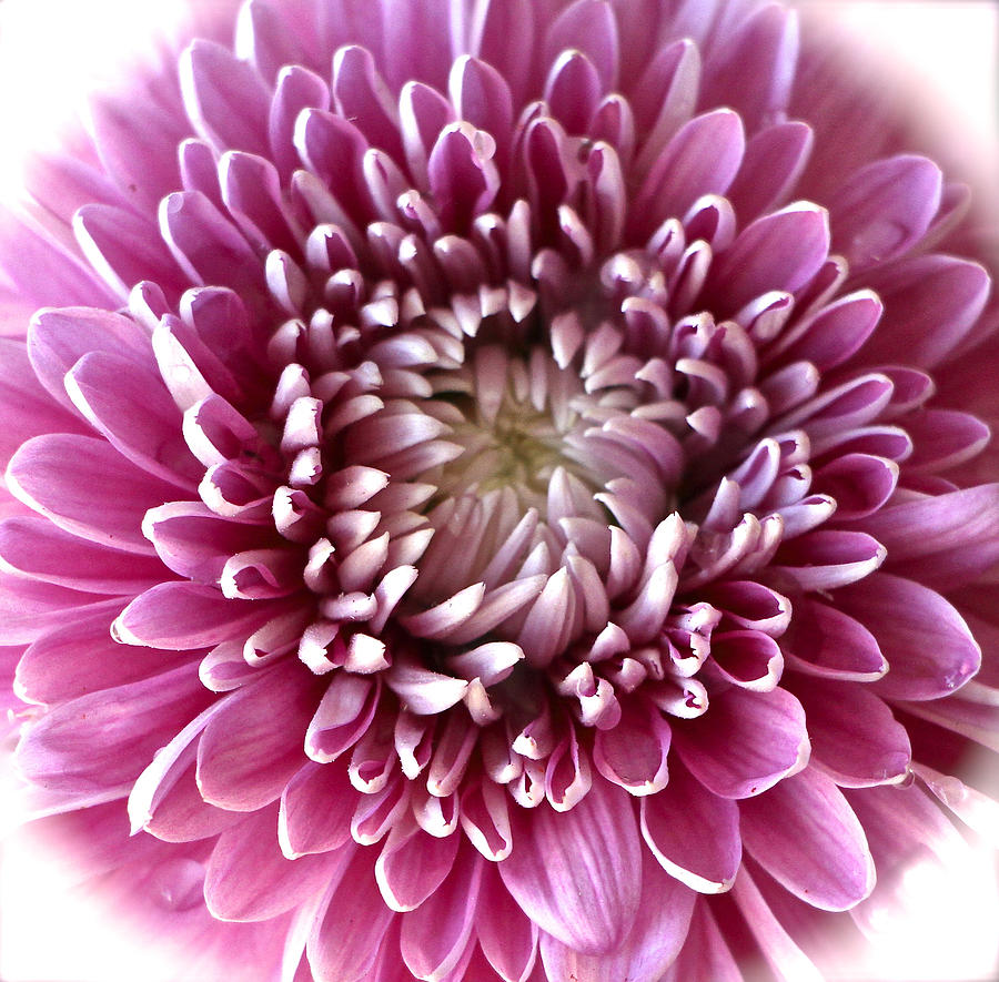Pink Chrysanthemum Photograph by Venetia Featherstone-Witty