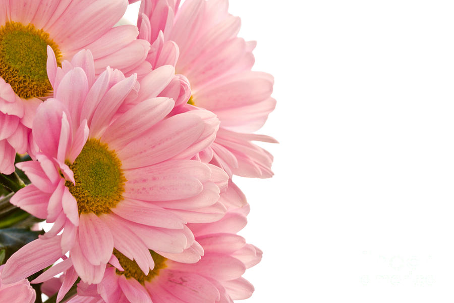 Pink Chrysanthemums Photograph by Boon Mee