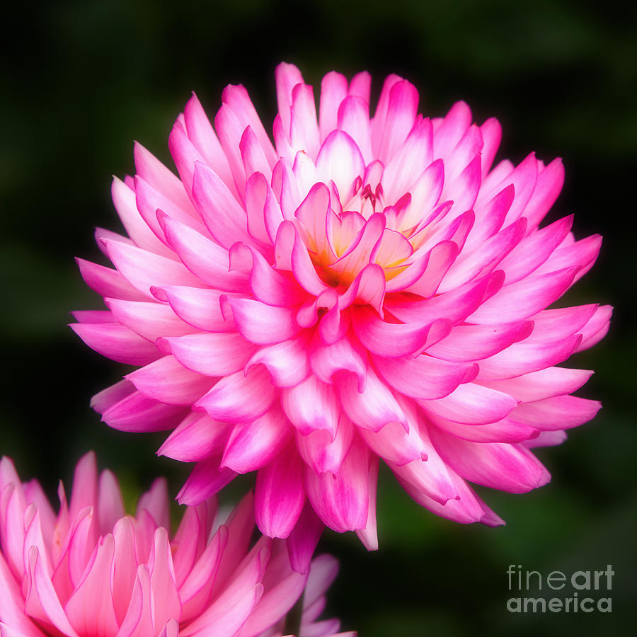 Pink Chrysanths Photograph