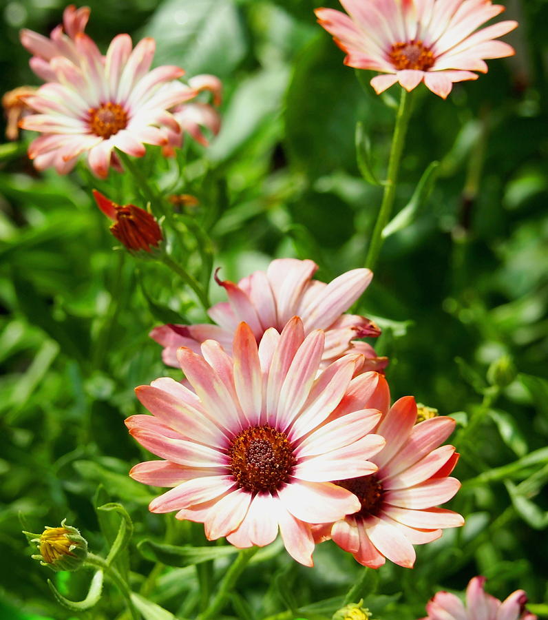 Pink Cinnamon Tradewind Flower in the Garden Sun Photograph by Amy McDaniel
